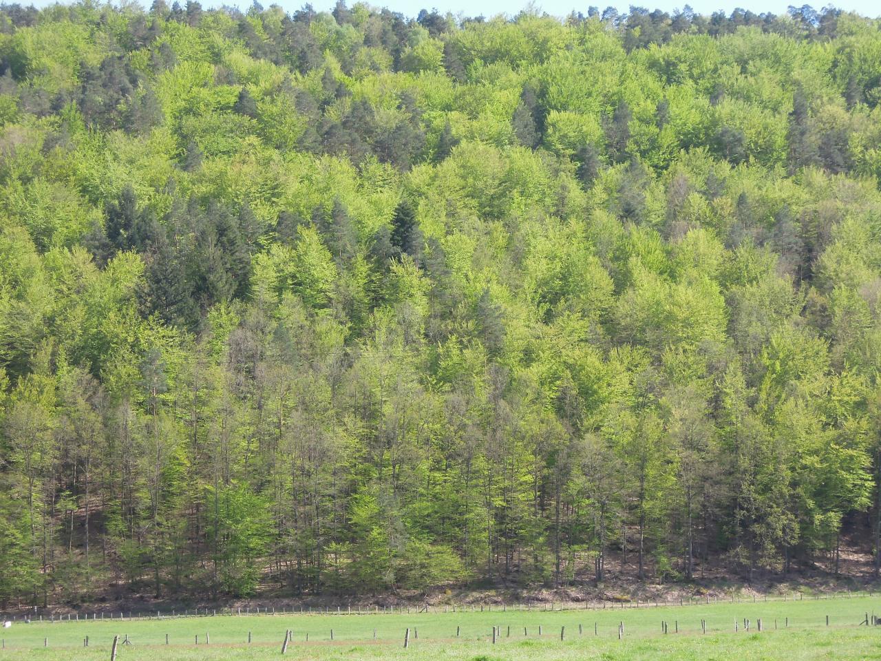 La forêt presque verte !