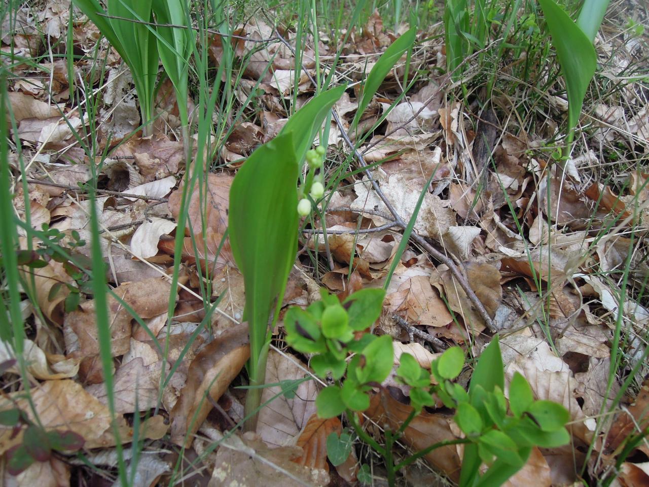 Muguet