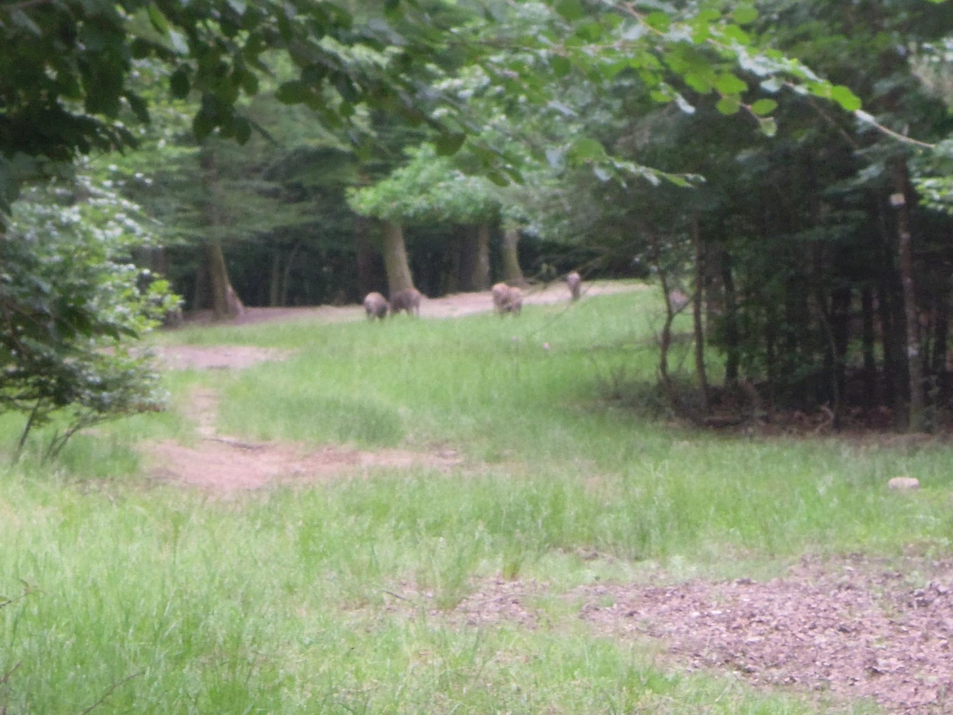 17 juin : rencontre dans la forêt !