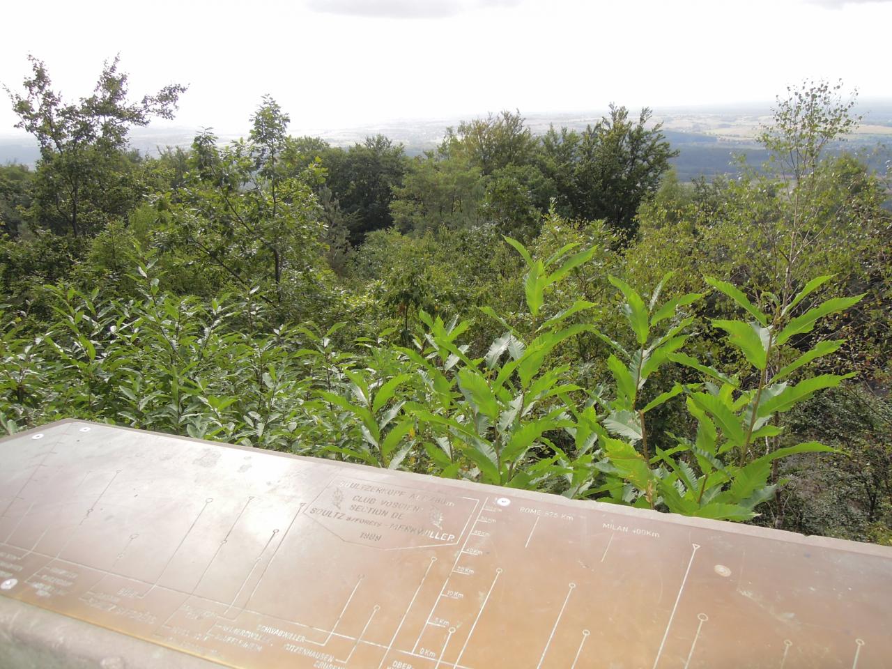 La plaine d'Alsace