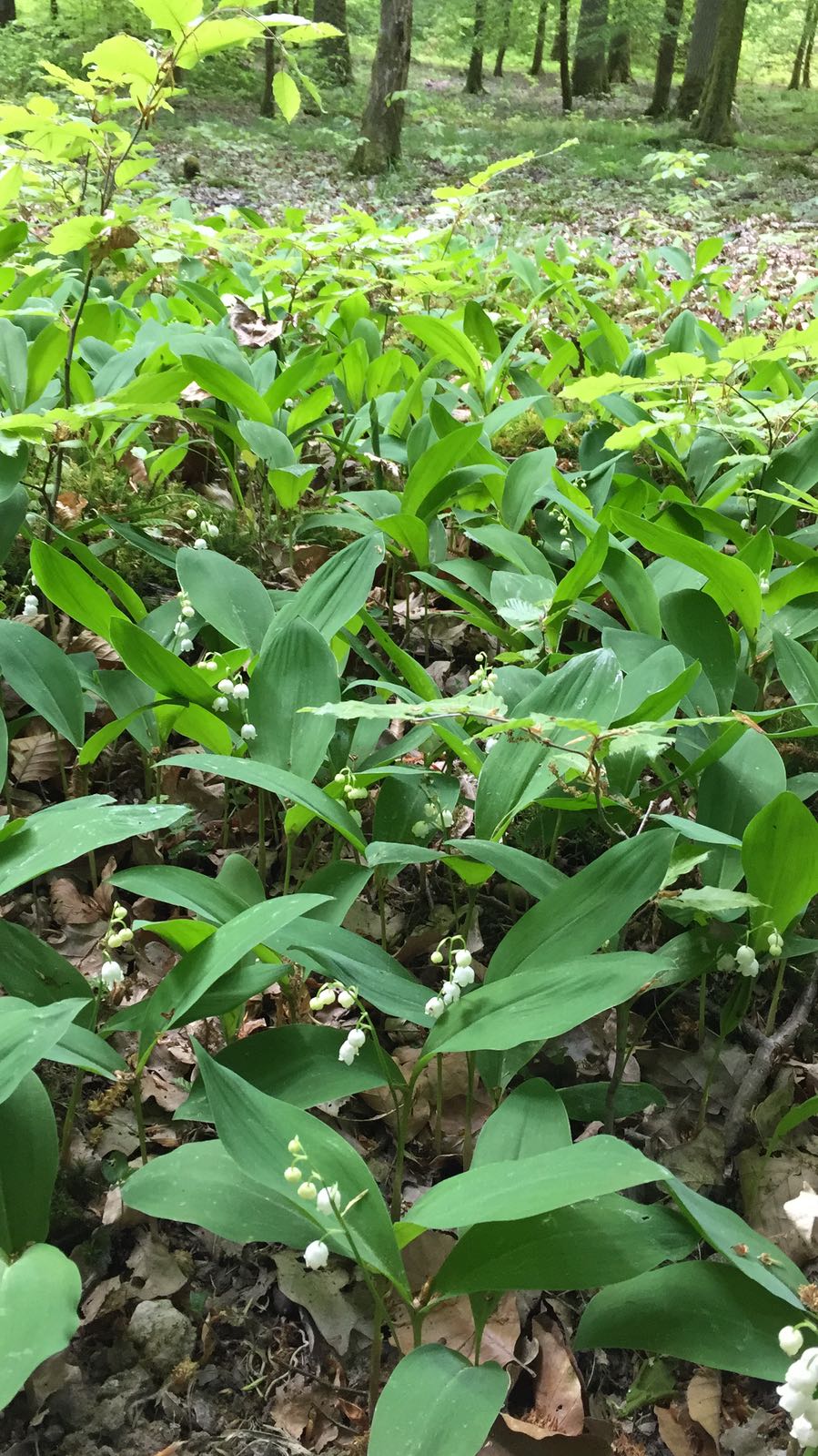 01 mai : un brin de muguet de la part de Michel