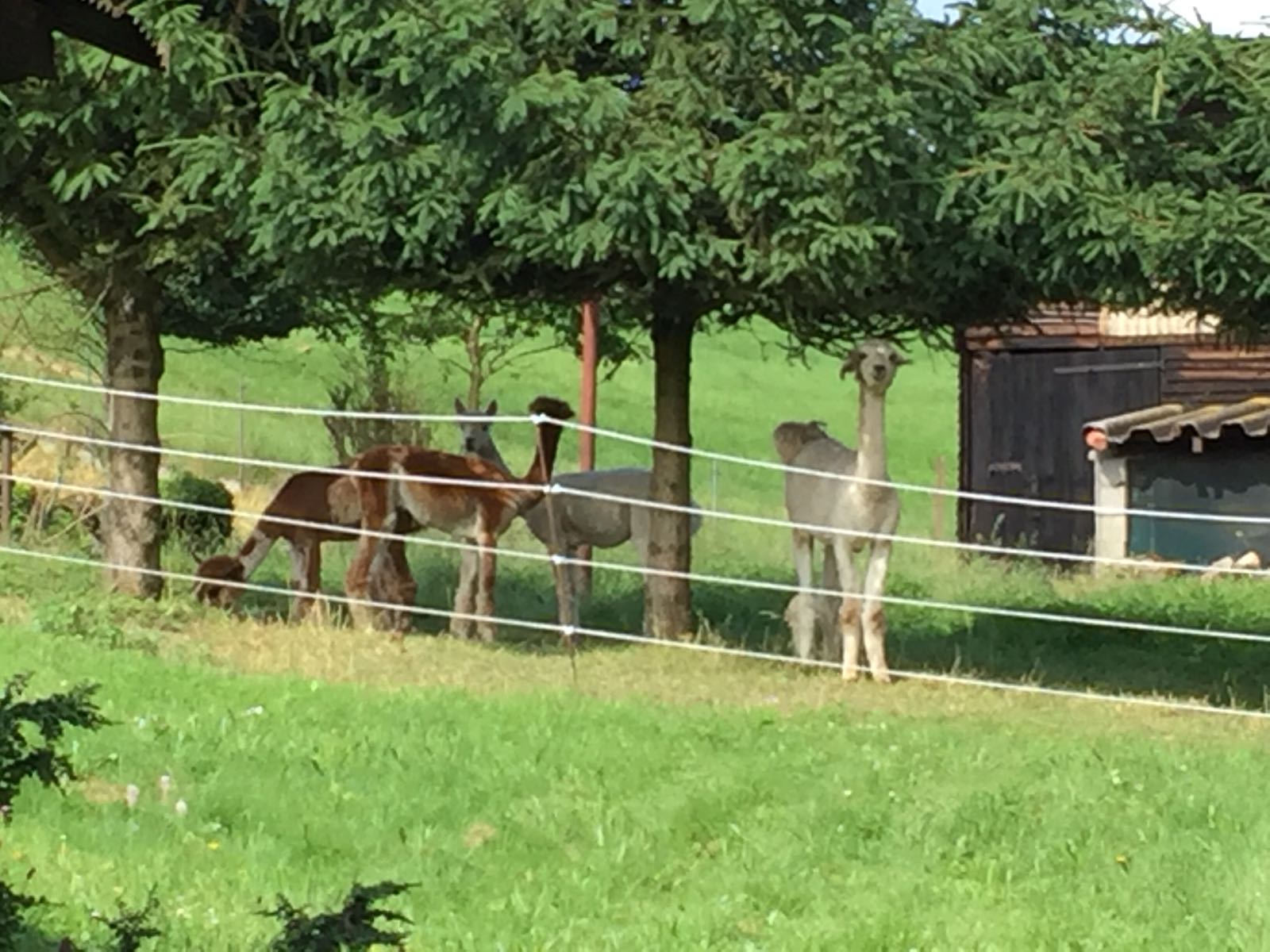 10 juin : animaux autochtone ?
